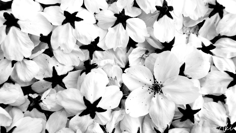 櫻を一個だけ前に、あとは反対にすることで花の芯が黒く、モノクロで写り、かなりコントラストに写真にできました。