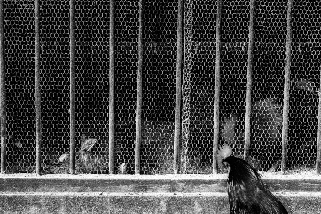 外からオスの鶏が籠に近つくと必ず中のオスが攻撃
