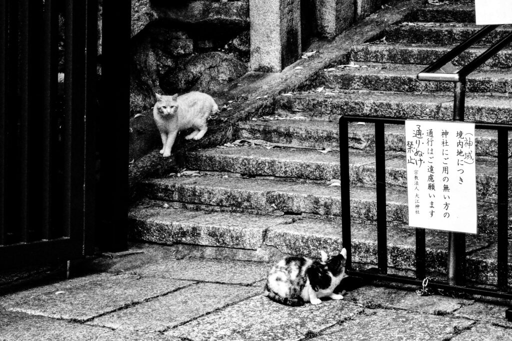 百歳の階段の入り口で、見つめ合う猫たち