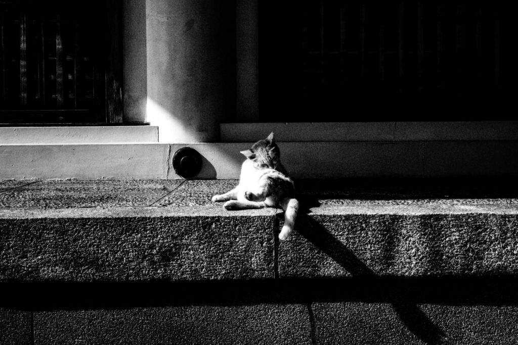 神社で休憩している猫